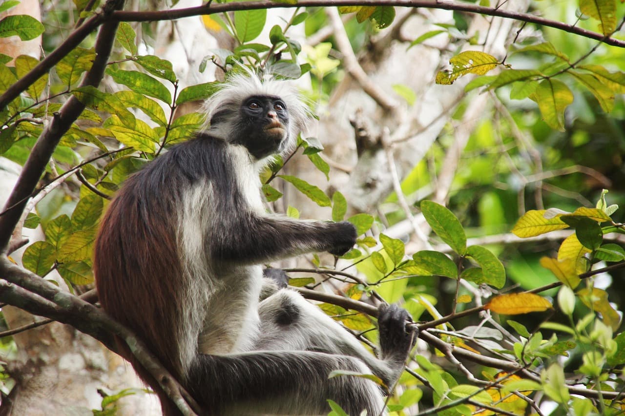 Zanzibar red colobus monkey in the forest canopy