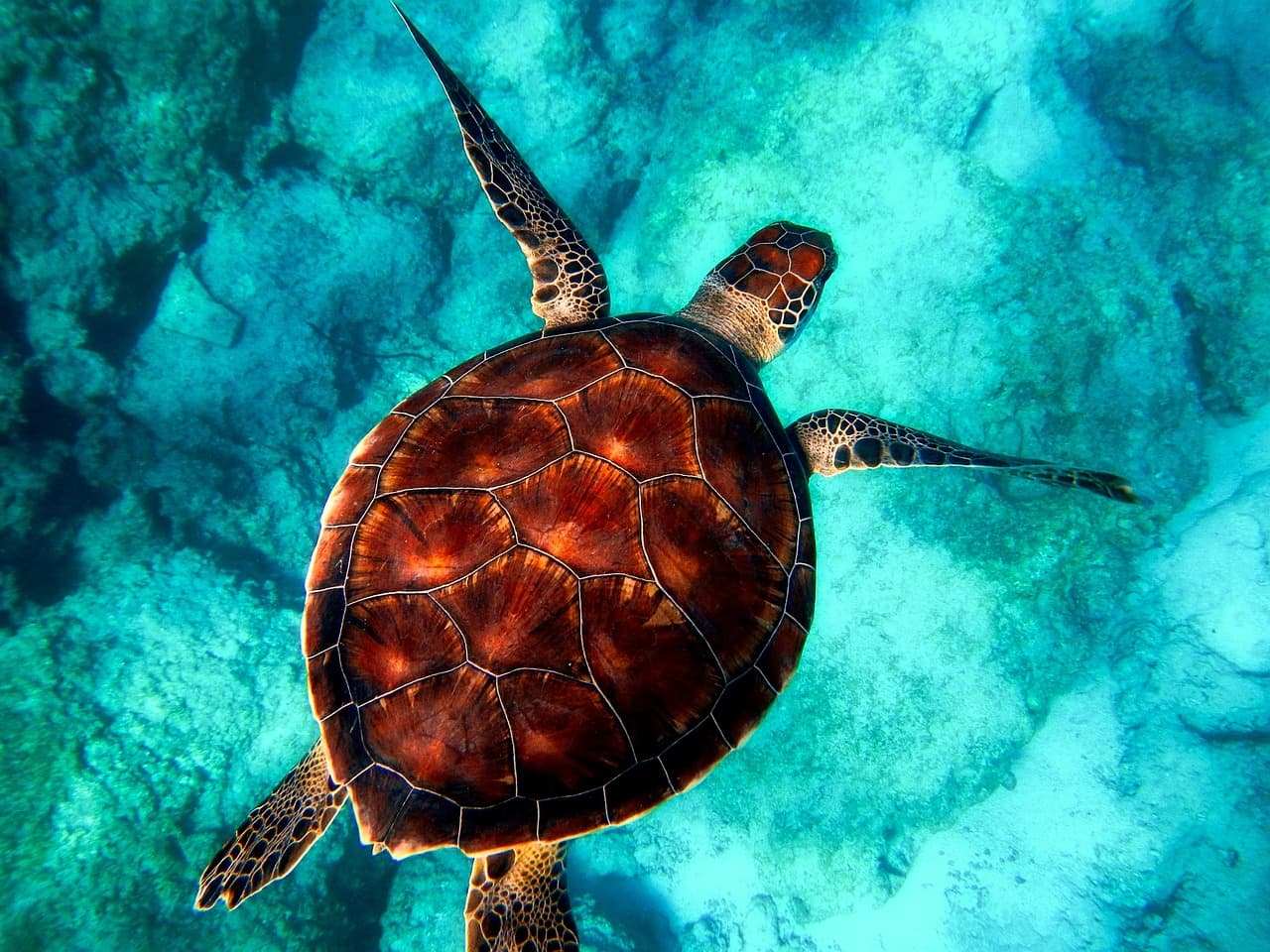 Green sea turtle gliding through a Zanzibar coral reef