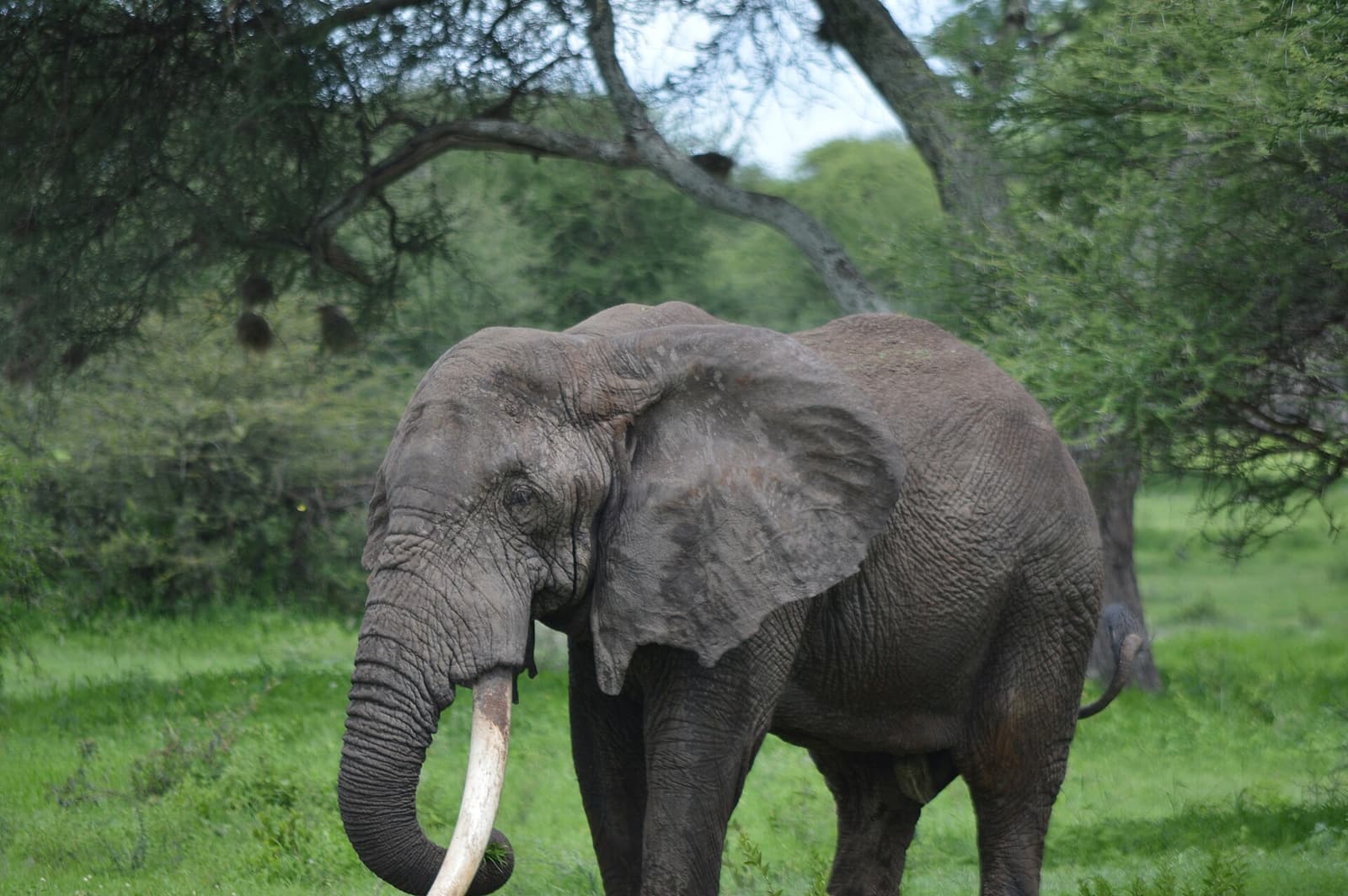 African elephant close up beneath acacia trees in Mikumi