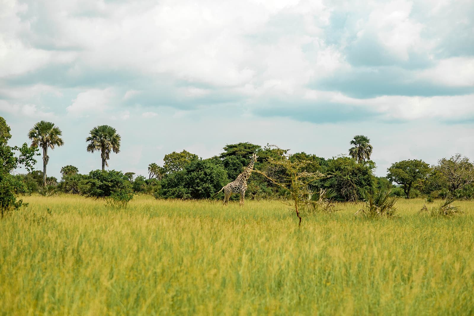 Masai giraffe among palms on the Saadani plains