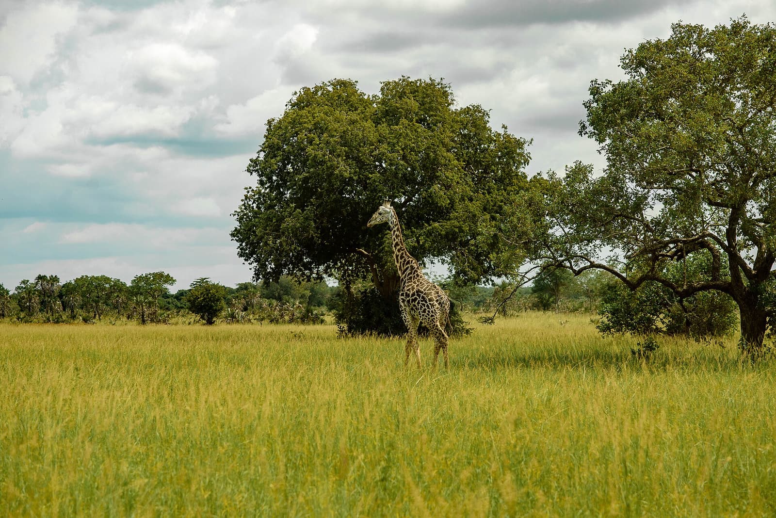 Saadani Overnight Safari