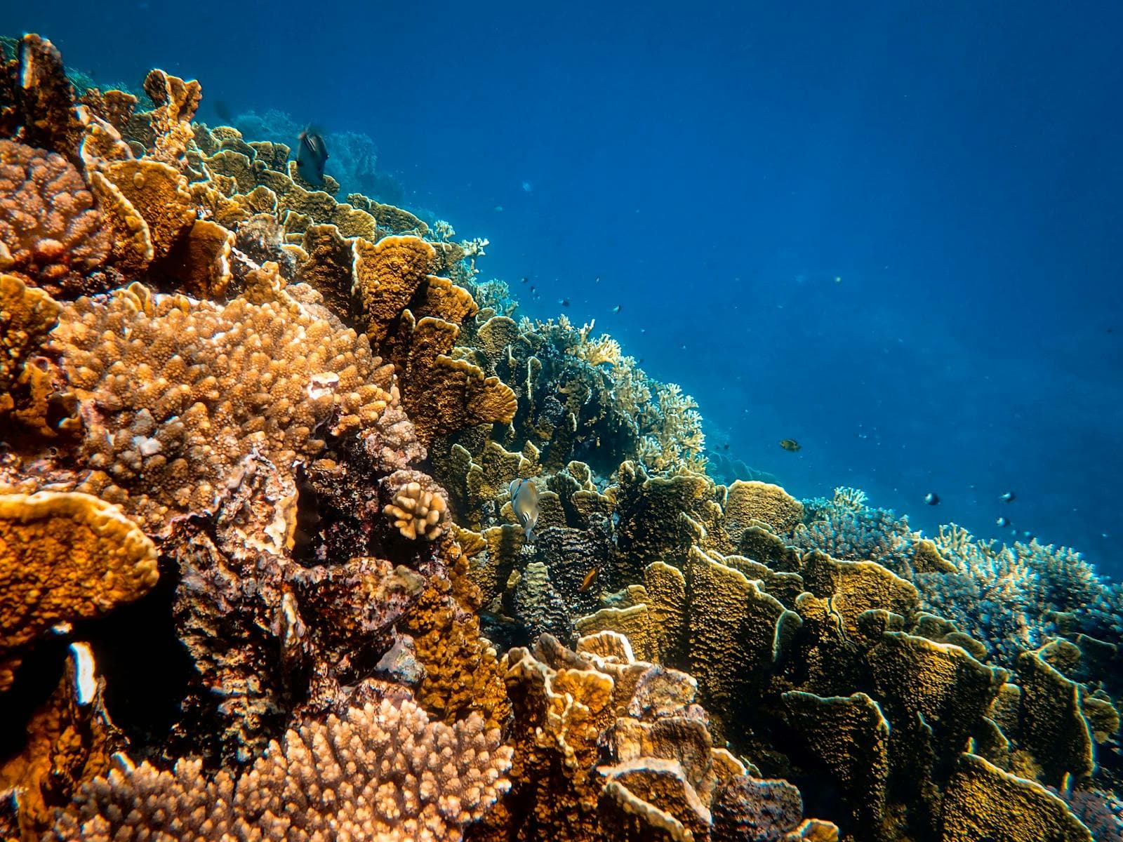 Underwater corals in Zanzibar