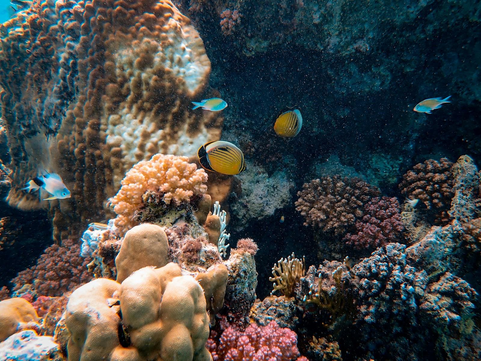 Butterflyfish and damselfish over a coral reef