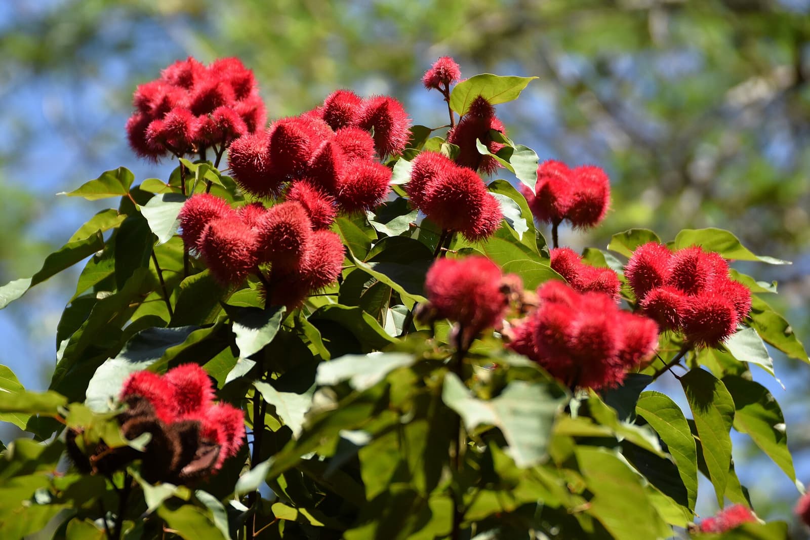 Bright red annatto pods on a spice farm in Zanzibar